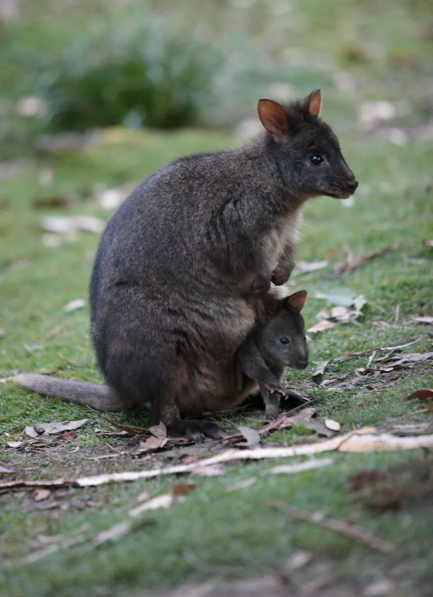 Pademelon with joey at Mt Field