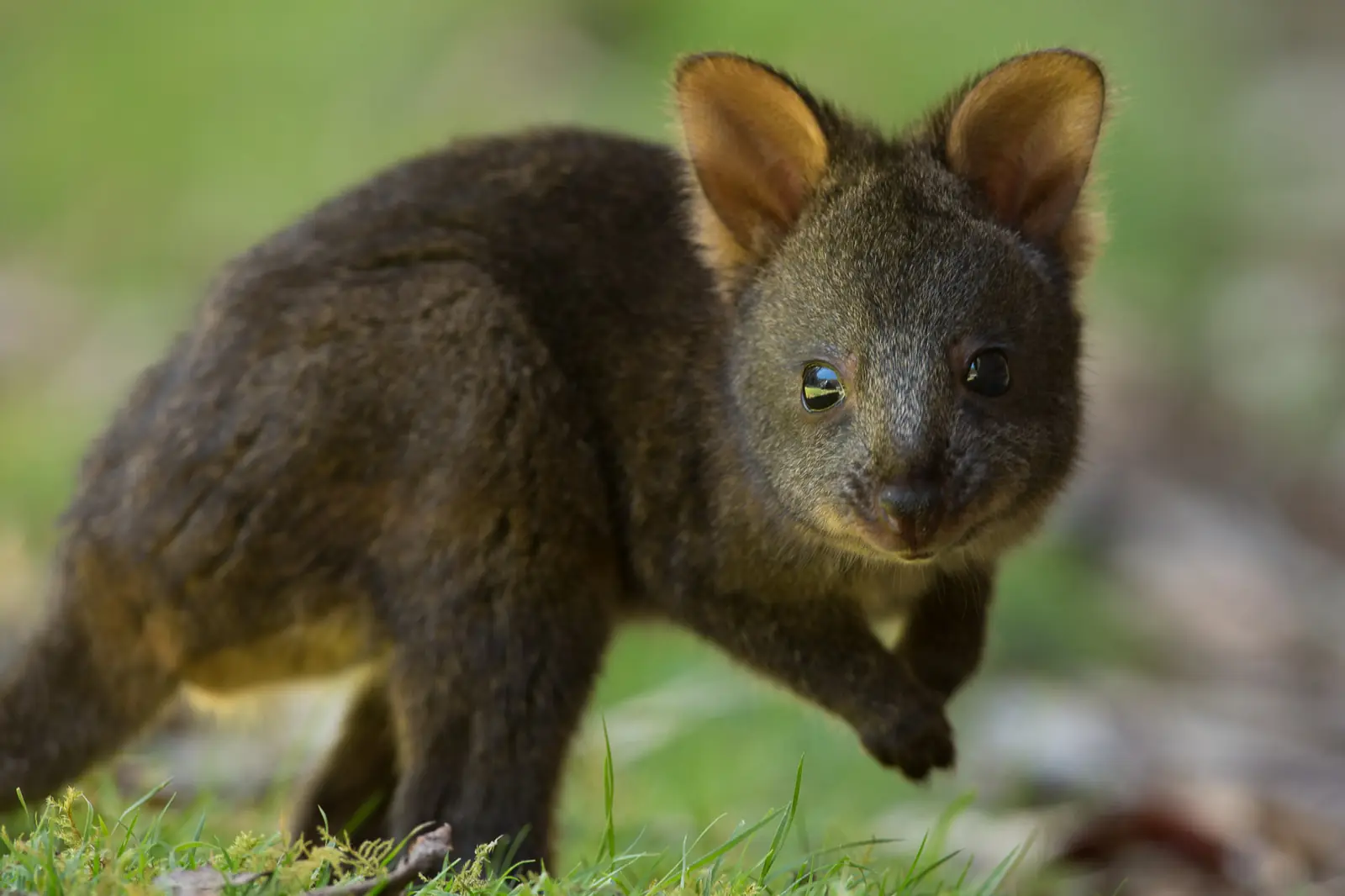 Pademelon at Mt Field