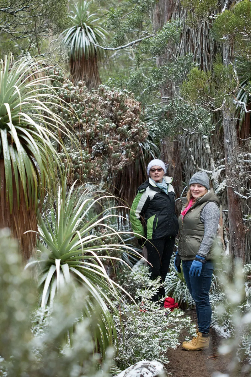Walkers among snow-dusted pandani on the Pandani Grove walk at Mt Field