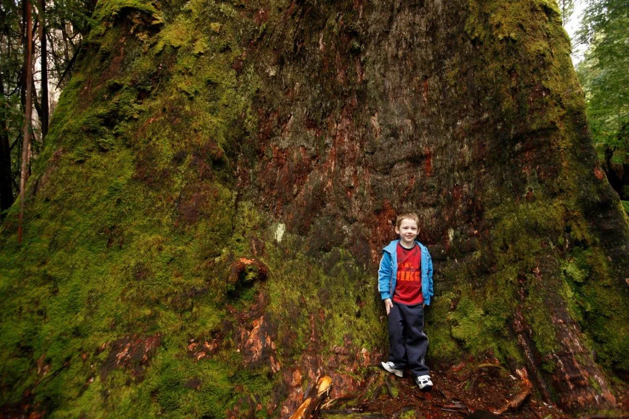 A young boy standing at the base of a towering moss-covered swamp gum, showing the enormous scale of the tall trees